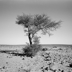 Photo arbre désert